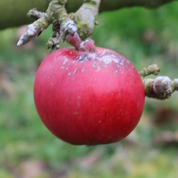 Apple: Prinses Margriet