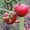 Apple: Prinses Margriet
