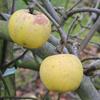 Apple: Reinette De Pluvigne