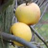 Apple: Reinette De Pluvigne