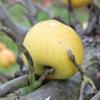 Apple: Reinette De Pluvigne