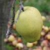 Apple: Reinette De Pluvigne