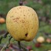 Apple: Reinette De Pluvigne