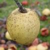 Apple: Reinette De Pluvigne