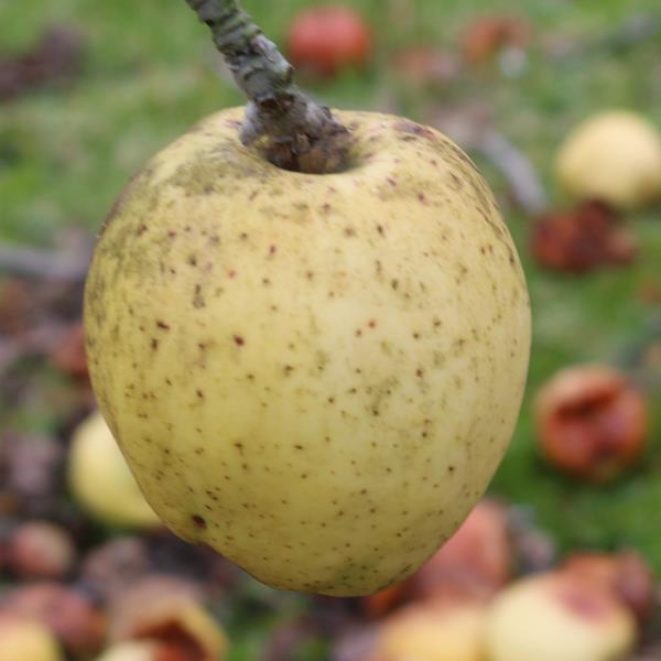 Apple: Reinette De Pluvigne
