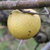 Apple: Reinette De Raffray