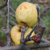 Apple: Reinette De Raffray