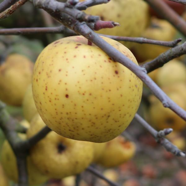 Apple: Reinette De Raffray
