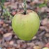 Apple: Verdona