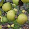 Apple: Wickham Green