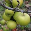 Apple: Wickham Green