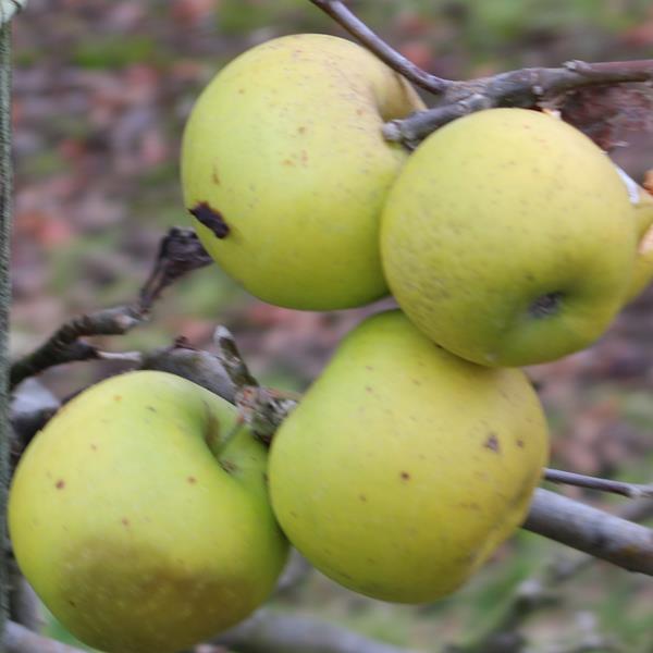 Apple: Wickham Green