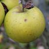 Apple: Wickham Green
