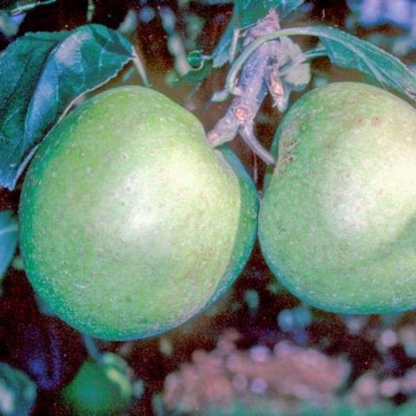 Apple: Adams Pearmain