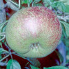 Apple: Allens Everlasting
