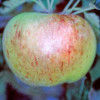 Apple: Bountiful