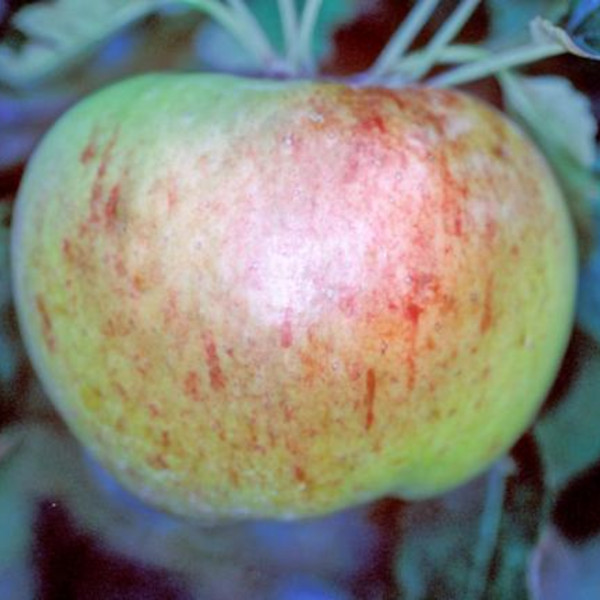 Apple: Bountiful
