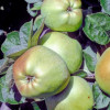 Apple: Catshead