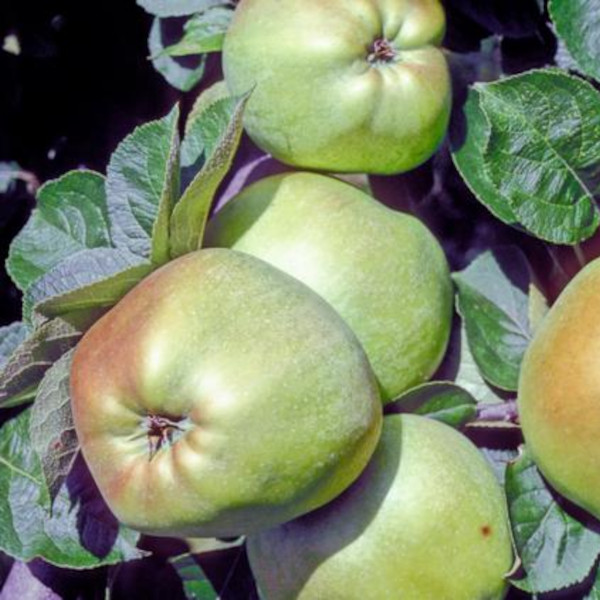 Apple: Catshead