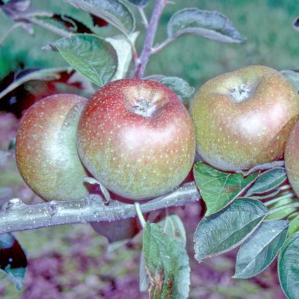 Apple: Court Pendu Plat