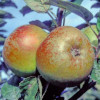 Apple: Darcy Spice