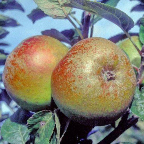 Apple: Darcy Spice