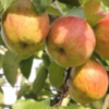 Apple: Dubbele Bellefleur
