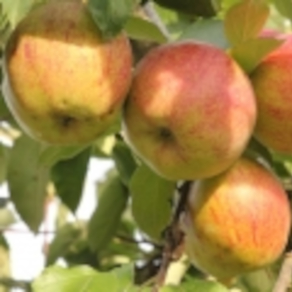 Apple: Dubbele Bellefleur