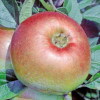 Apple: Dumelows Seedling