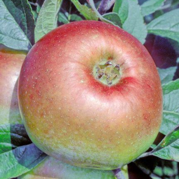 Apple: Dumelows Seedling