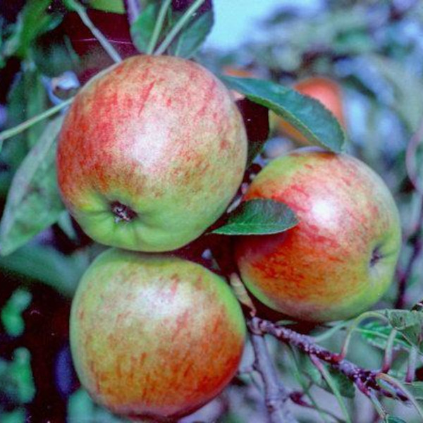 Apple: Falstaff