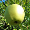 Apple: Golden Delicious