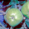 Apple: Grenadier