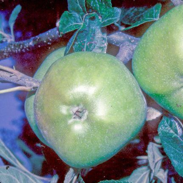 Apple: Grenadier