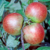 Apple: James Grieve