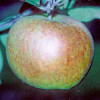 Apple: Presteigne Green