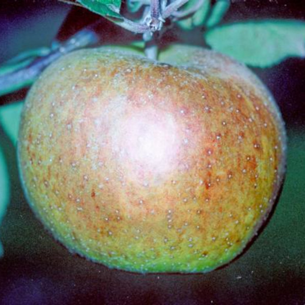 Apple: Presteigne Green
