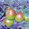 Apple: Scotch Bridget