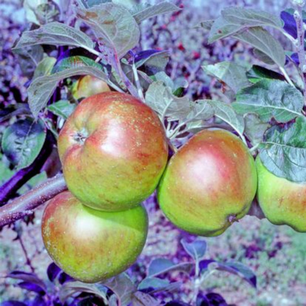 Apple: Scotch Bridget
