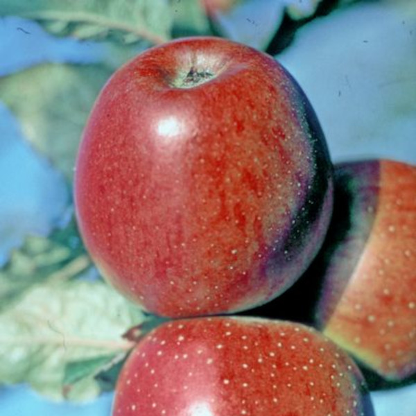 Apple: Winston