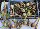 OnionHarvest2024_1