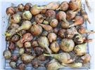 OnionHarvest2024_2