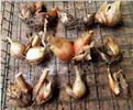 PotatoOnion_5